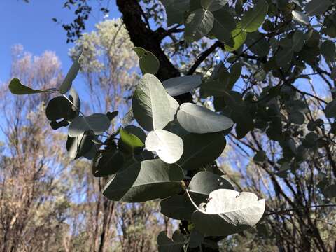 Imagem de Eucalyptus melanophloia F. Müll.