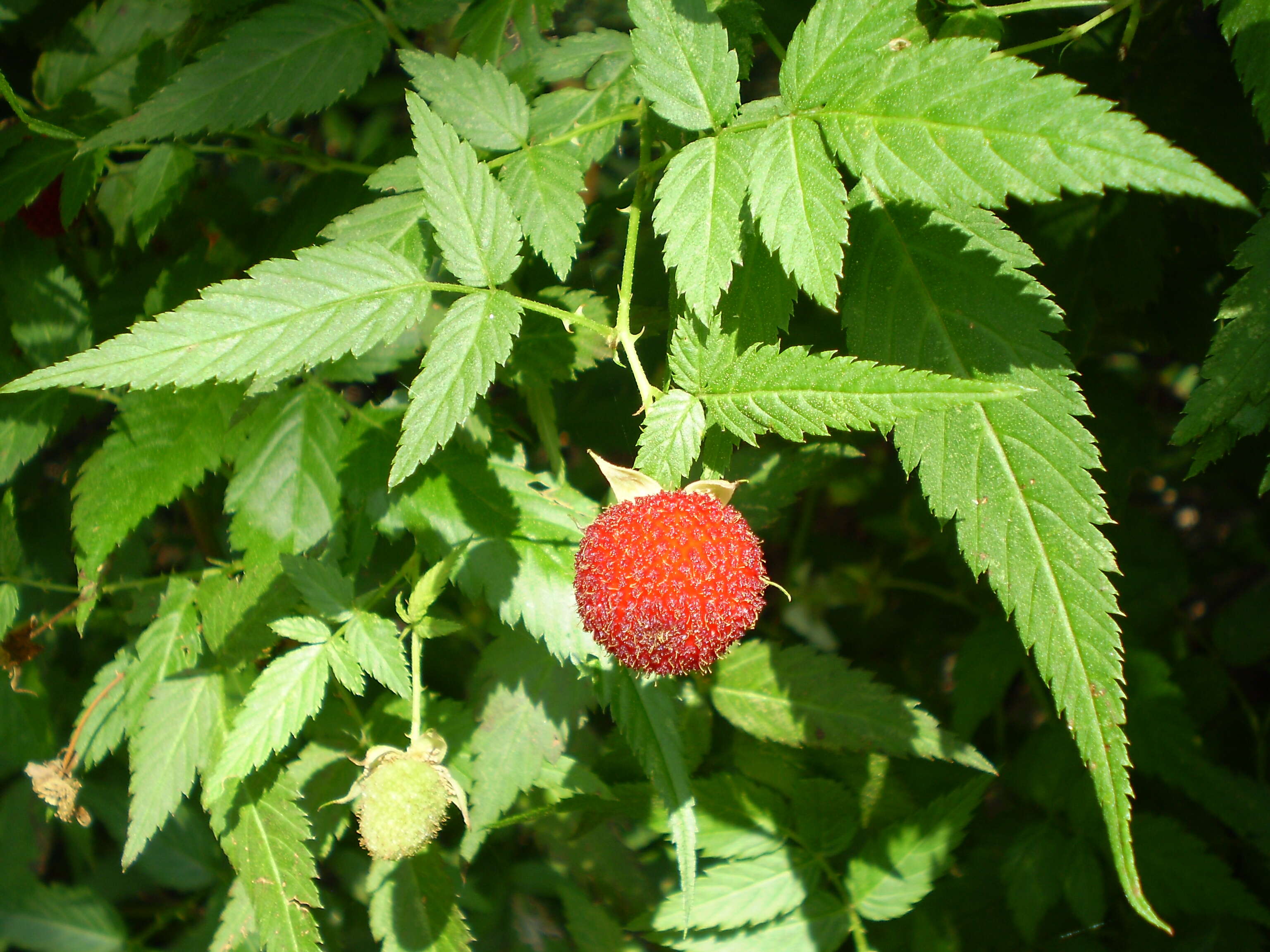 Image of West Indian raspberry