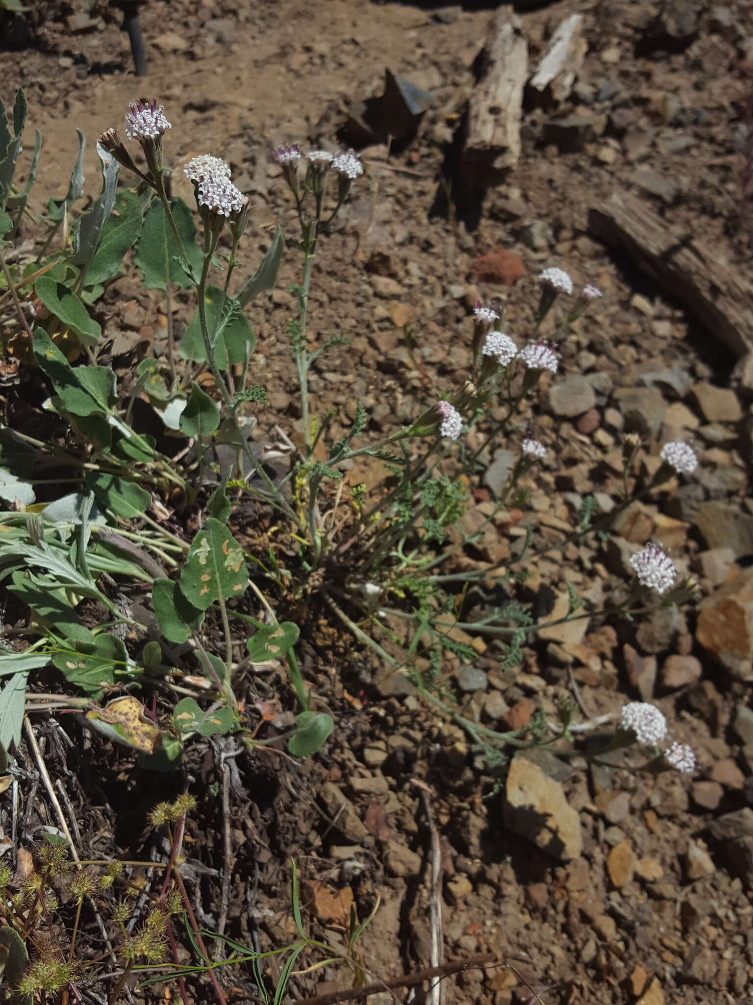 Sivun <i>Chaenactis <i>douglasii</i></i> var. douglasii kuva