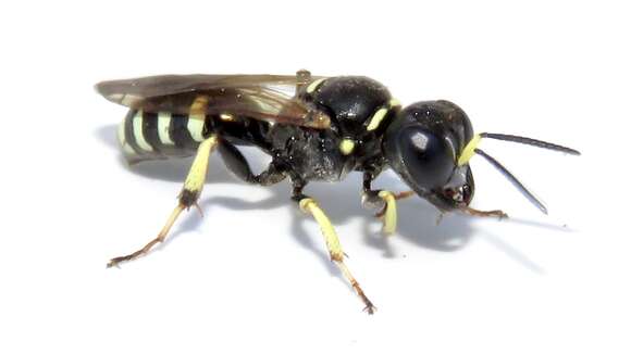 Image de Crossocerus maculipennis (F. Smith 1856)