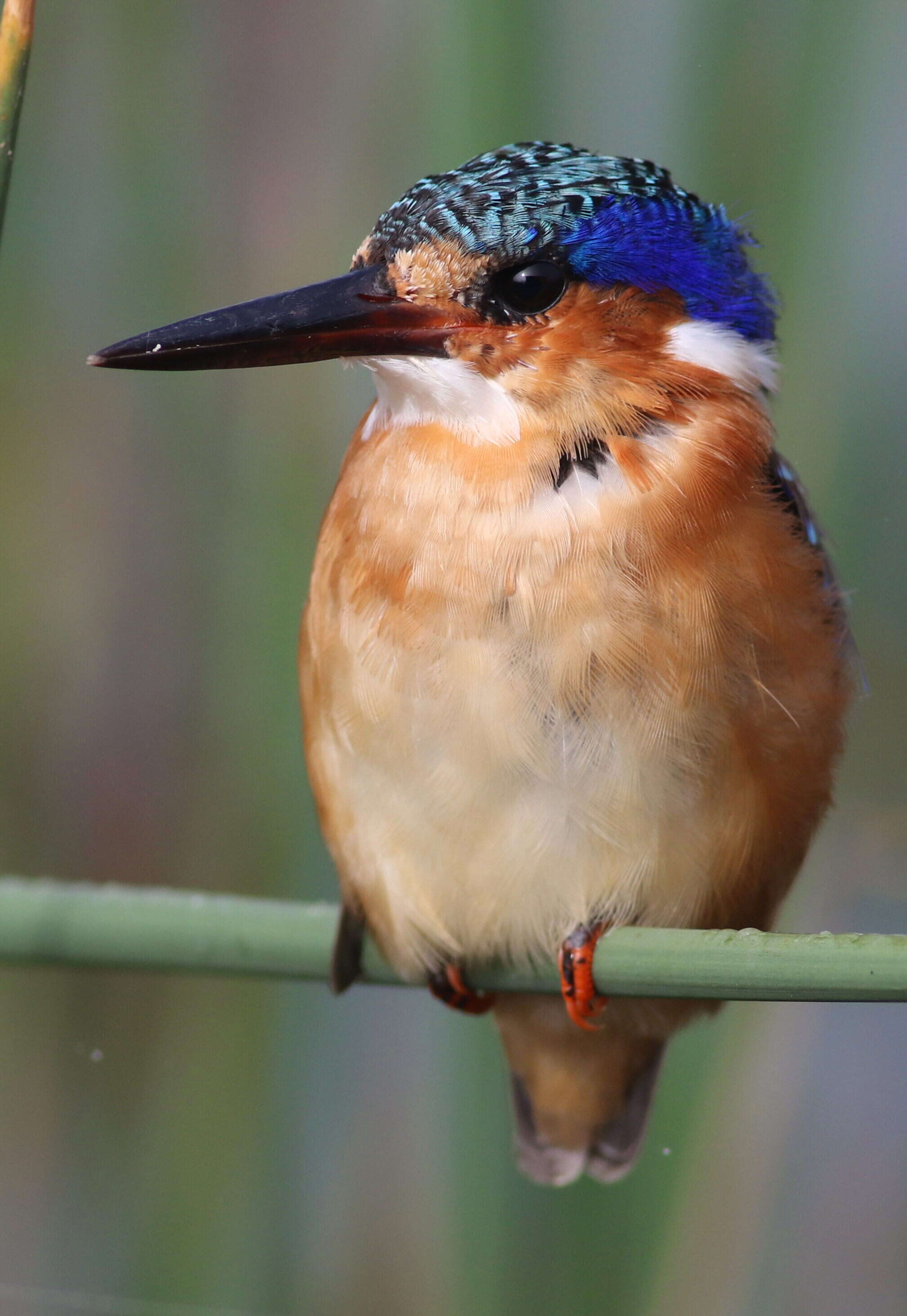 Image of Alcedo cristata