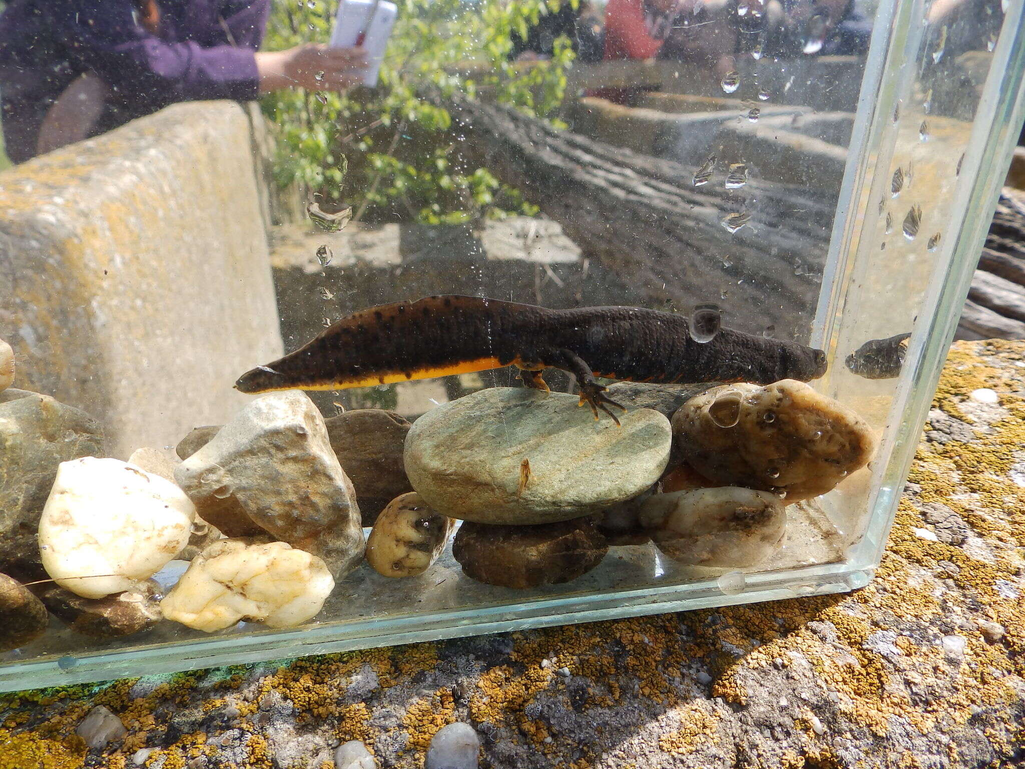 Image of Danube Crested Newt
