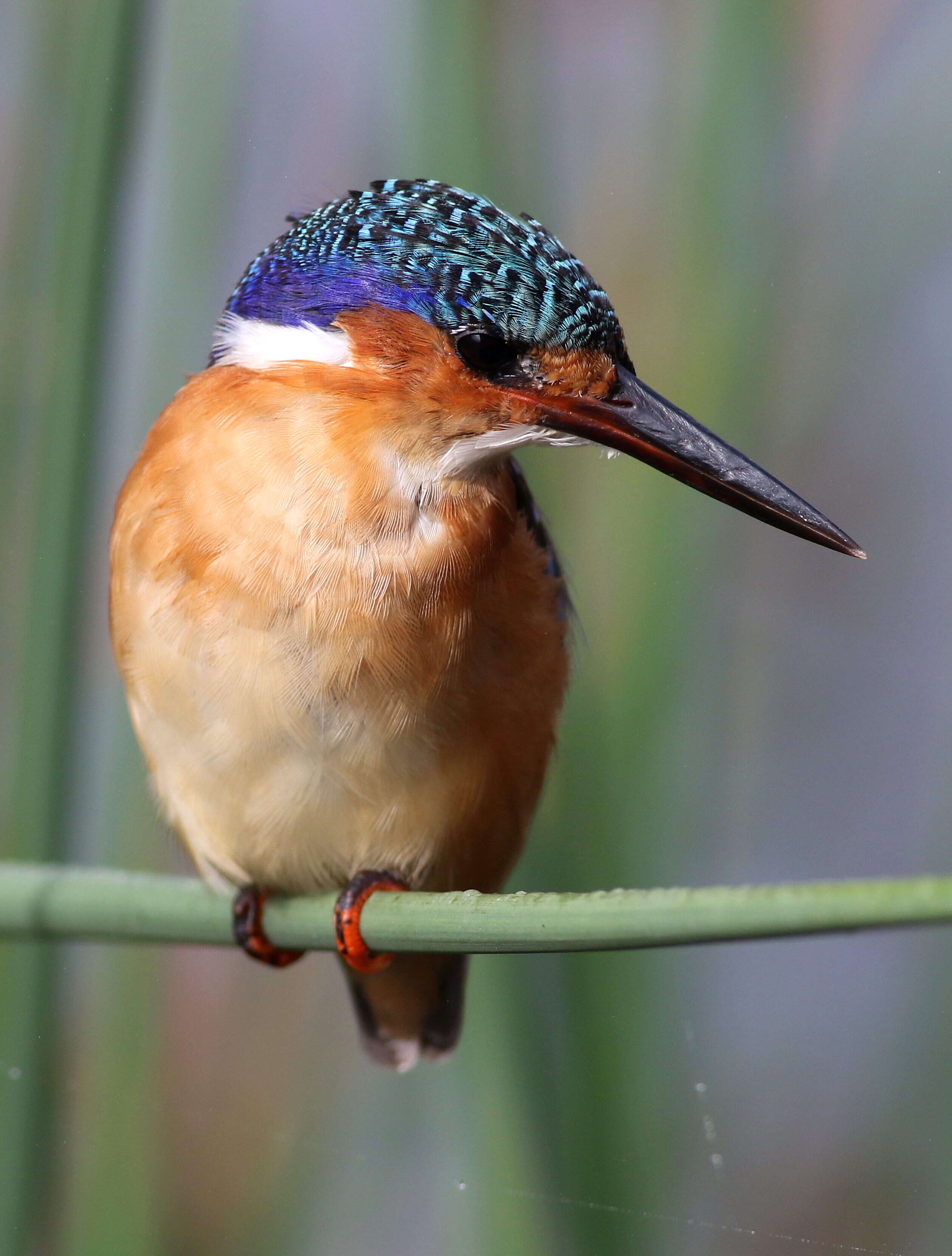 Image of Alcedo cristata