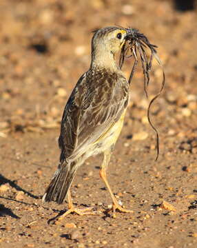 Image of Cape Longclaw