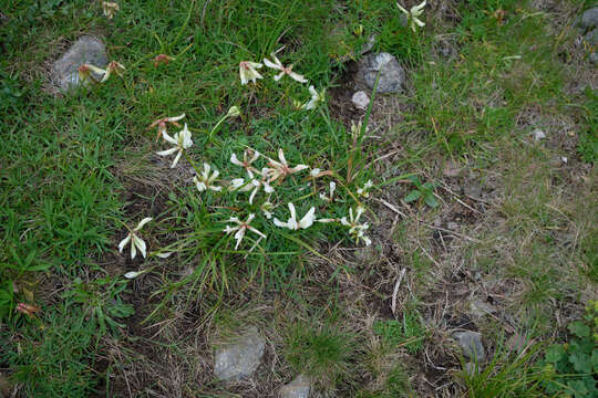 Слика од Trifolium polyphyllum (C. A. Mey.) Latsch.