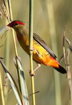 Image of Orange-breasted Waxbill