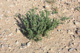 Image of Lithospermum cinereum DC.