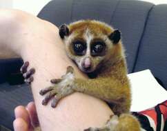 Image of slow loris