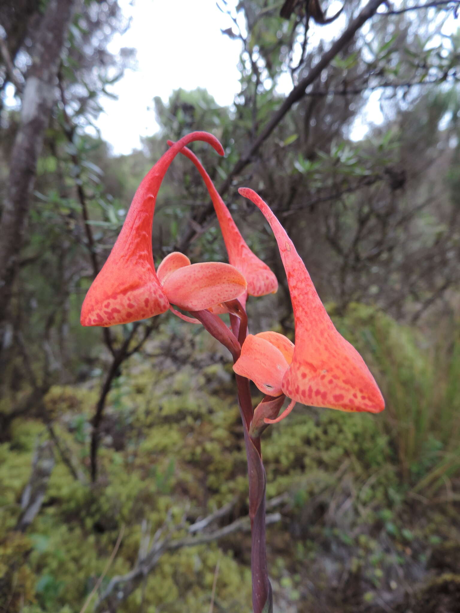 Image of Disa robusta N. E. Br.