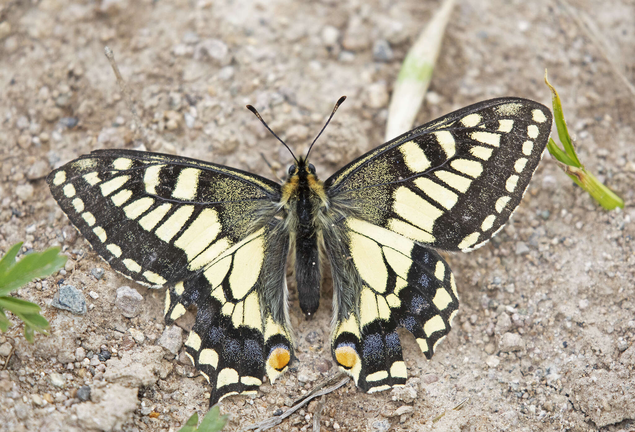 Imagem de <i>Papilio machaon aliaska</i>