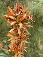 Image of Gentiana lutea subsp. aurantiaca M. Laínz