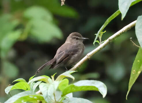 Image of Smoky Bush Tyrant