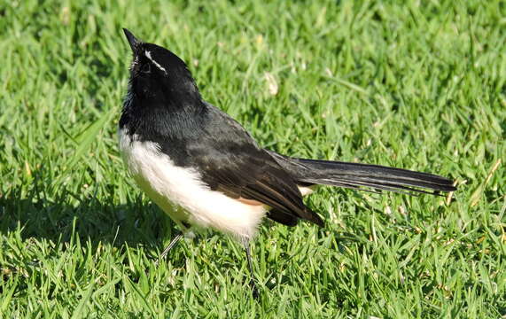 Image of Willie Wagtail