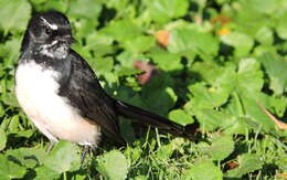 Image of Willie Wagtail