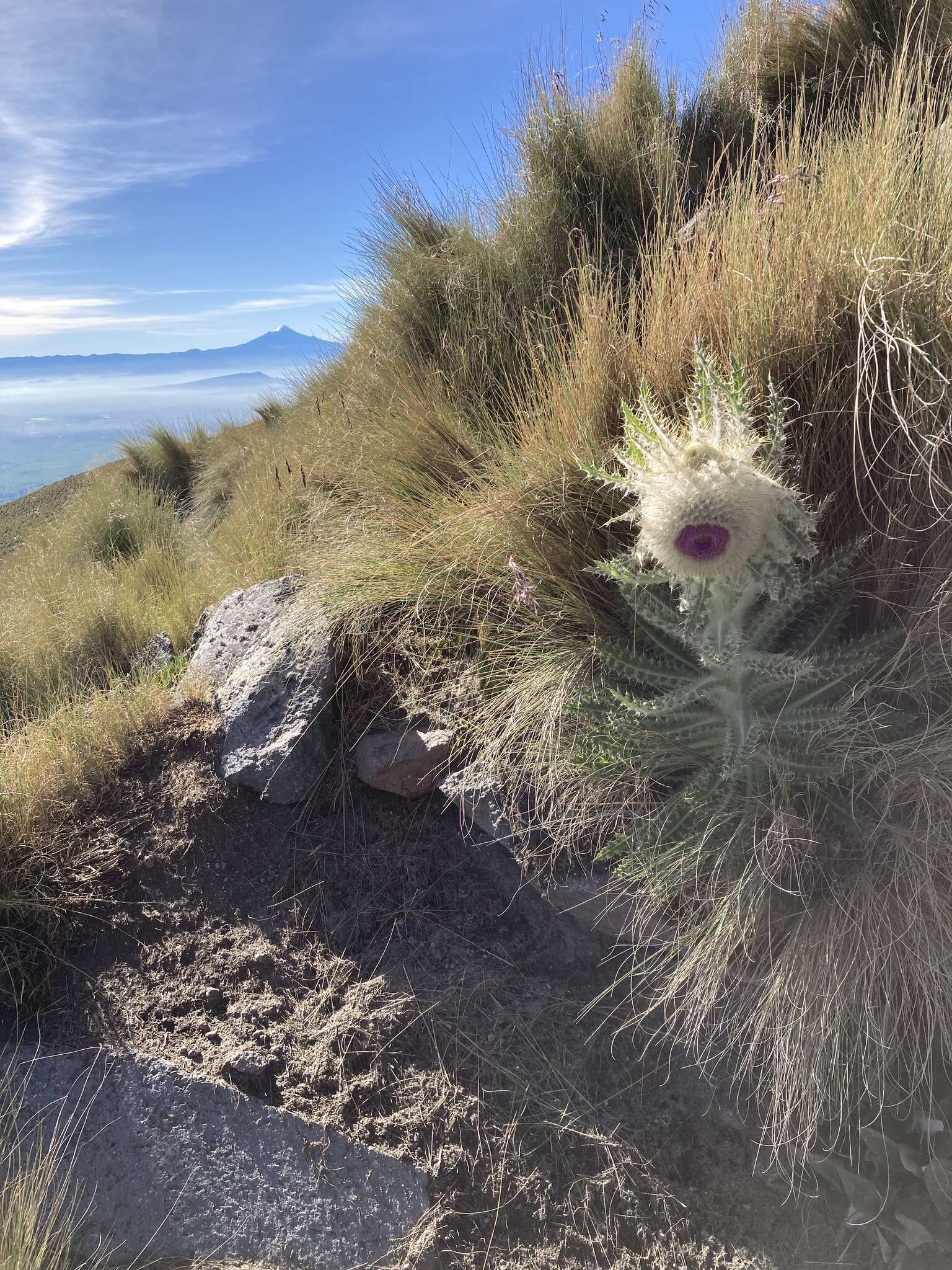 Image of Cirsium nivale (Kunth) Sch. Bip.