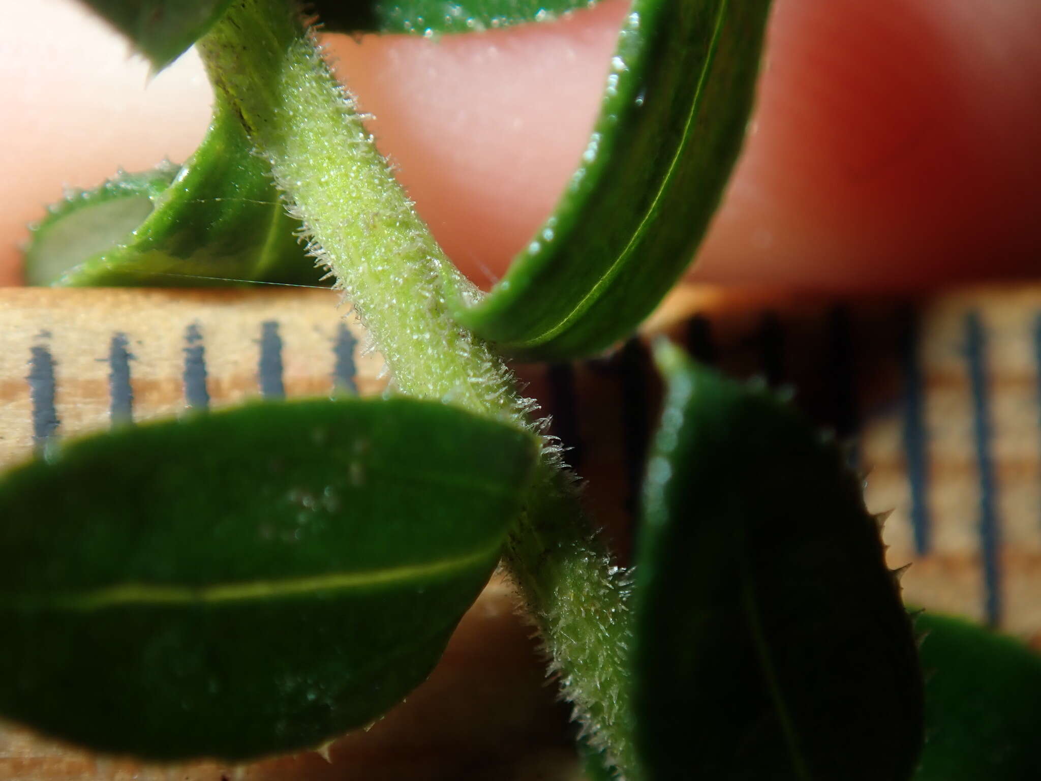 Plancia ëd Cassinia denticulata R. Br