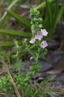 Image of hairy laurel