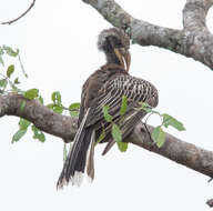 صورة Lophoceros pallidirostris (Hartlaub & Finsch 1870)