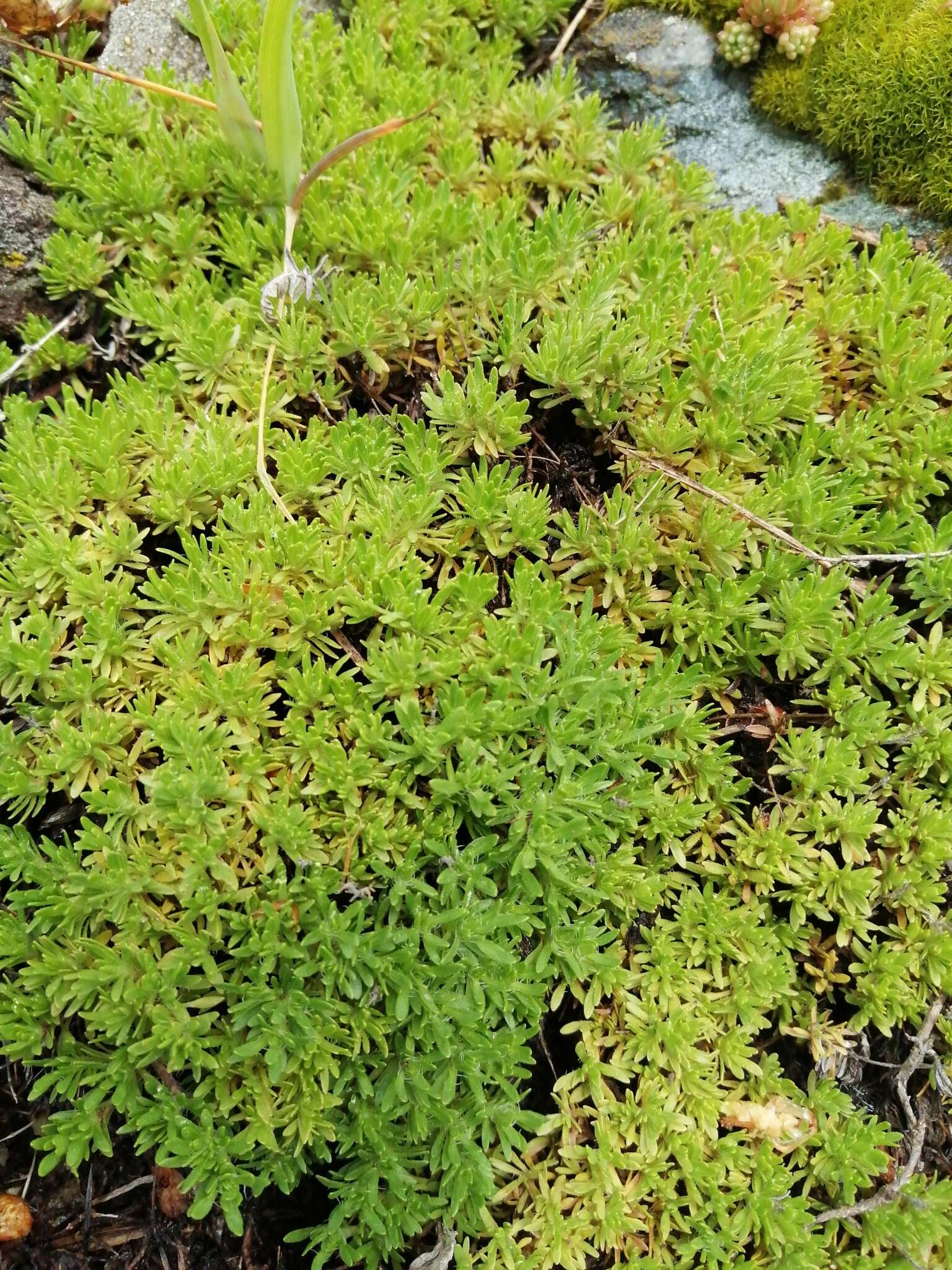 Thymus caespititius Brot. resmi