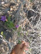 Sivun Ruellia californica subsp. californica kuva