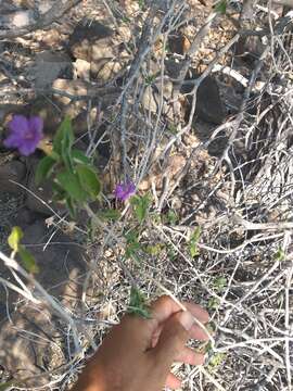 صورة Ruellia californica (Rose) I. M. Johnston