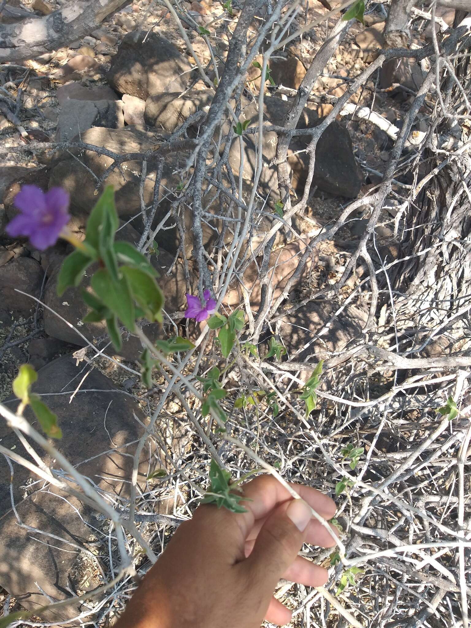 صورة Ruellia californica subsp. californica