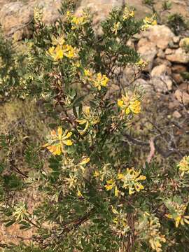 Image of <i>Acmispon <i>dendroideus</i></i> var. dendroideus