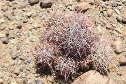 Ferocactus chrysacanthus subsp. grandiflorus (G. E. Linds.) N. P. Taylor resmi