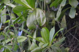 Image of Garden spider