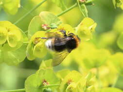 Image of Vestal cuckoo bee