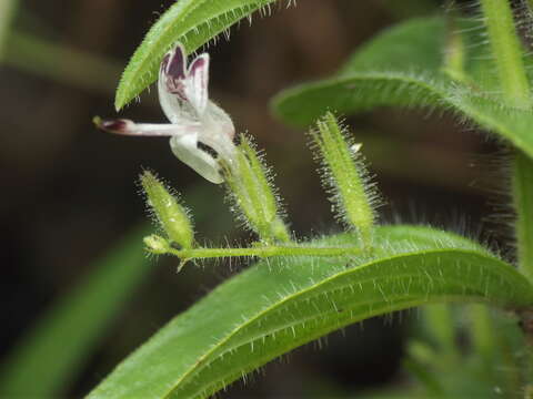 Слика од Andrographis echioides (L.) Nees