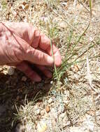 Image of bigroot springparsley