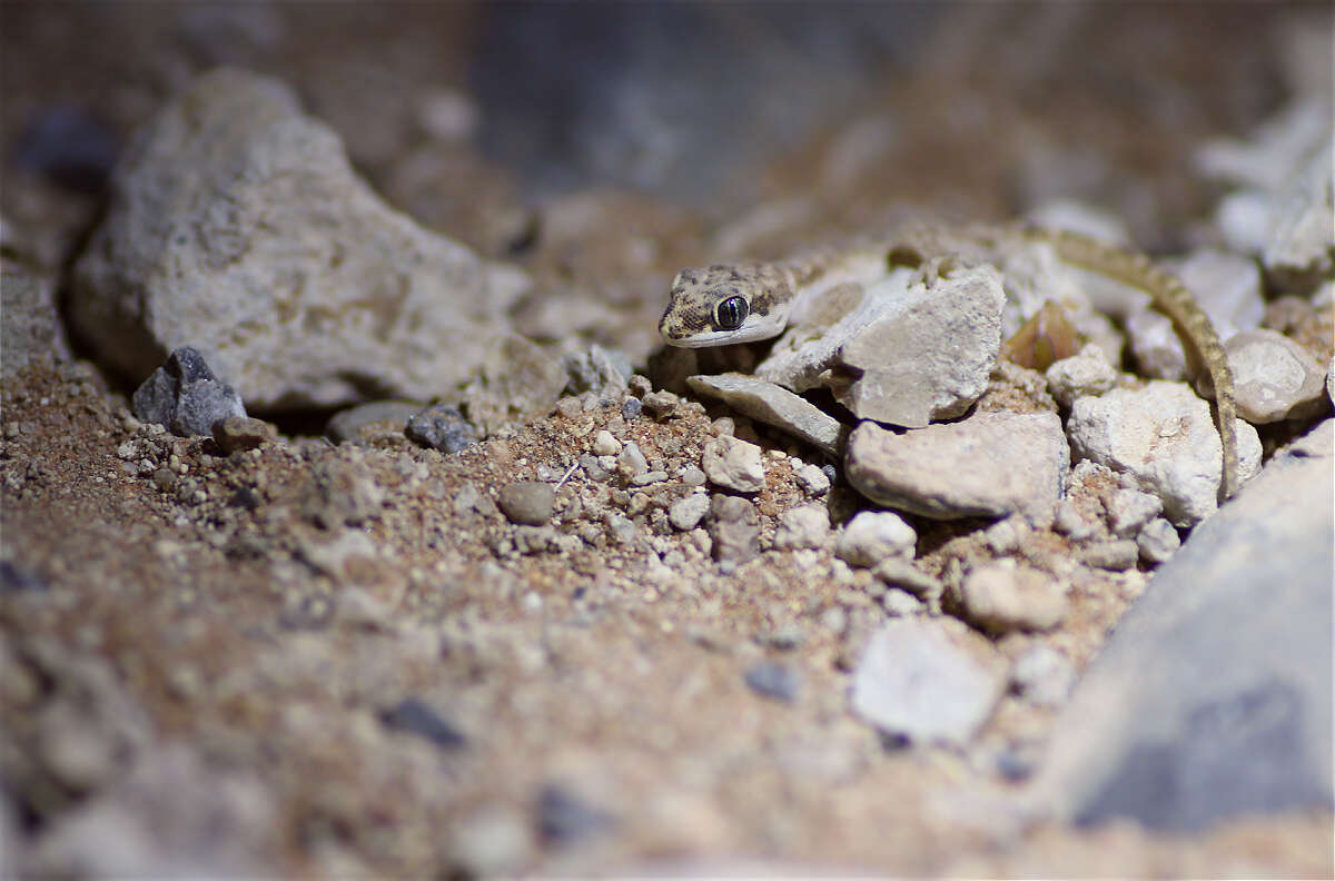 Image de Pachydactylus punctatus Peters 1854