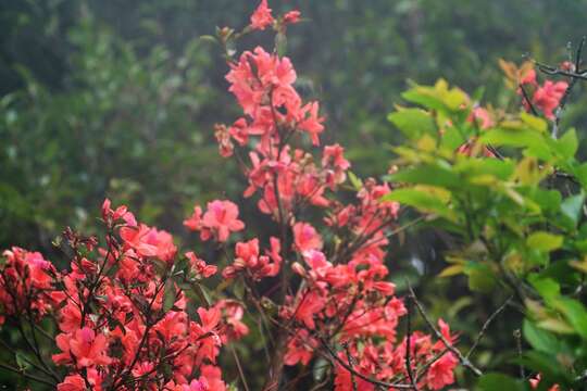 Plancia ëd Rhododendron simsii Planch.