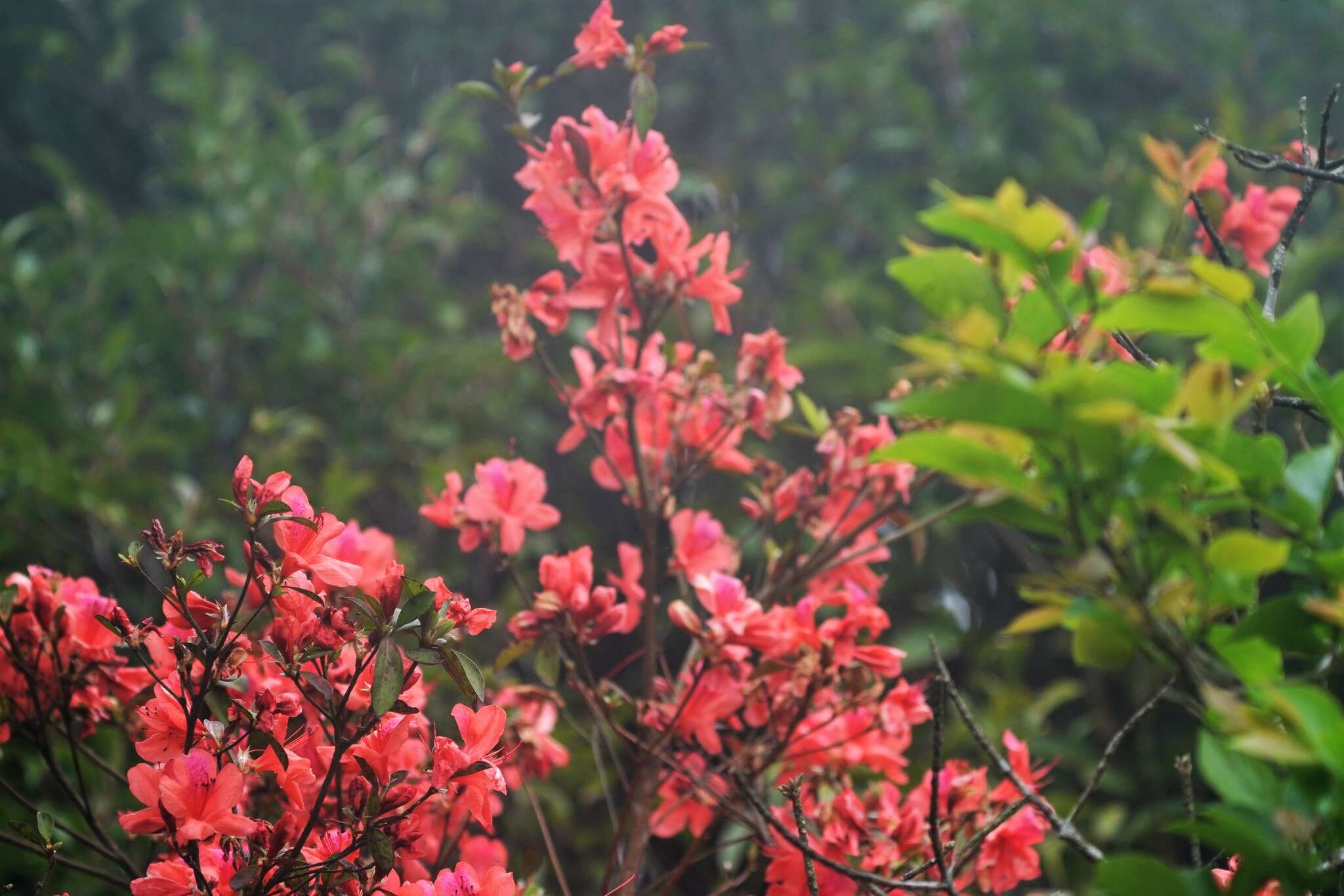 Imagem de Rhododendron simsii Planch.