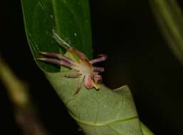 Image of Epicadus rubripes Mello-Leitão 1924