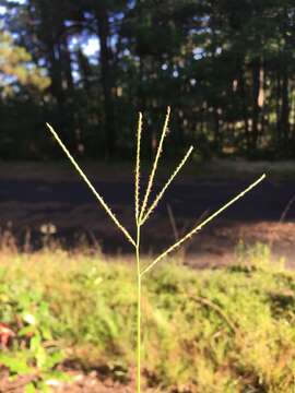 Image of Big Carpet Grass