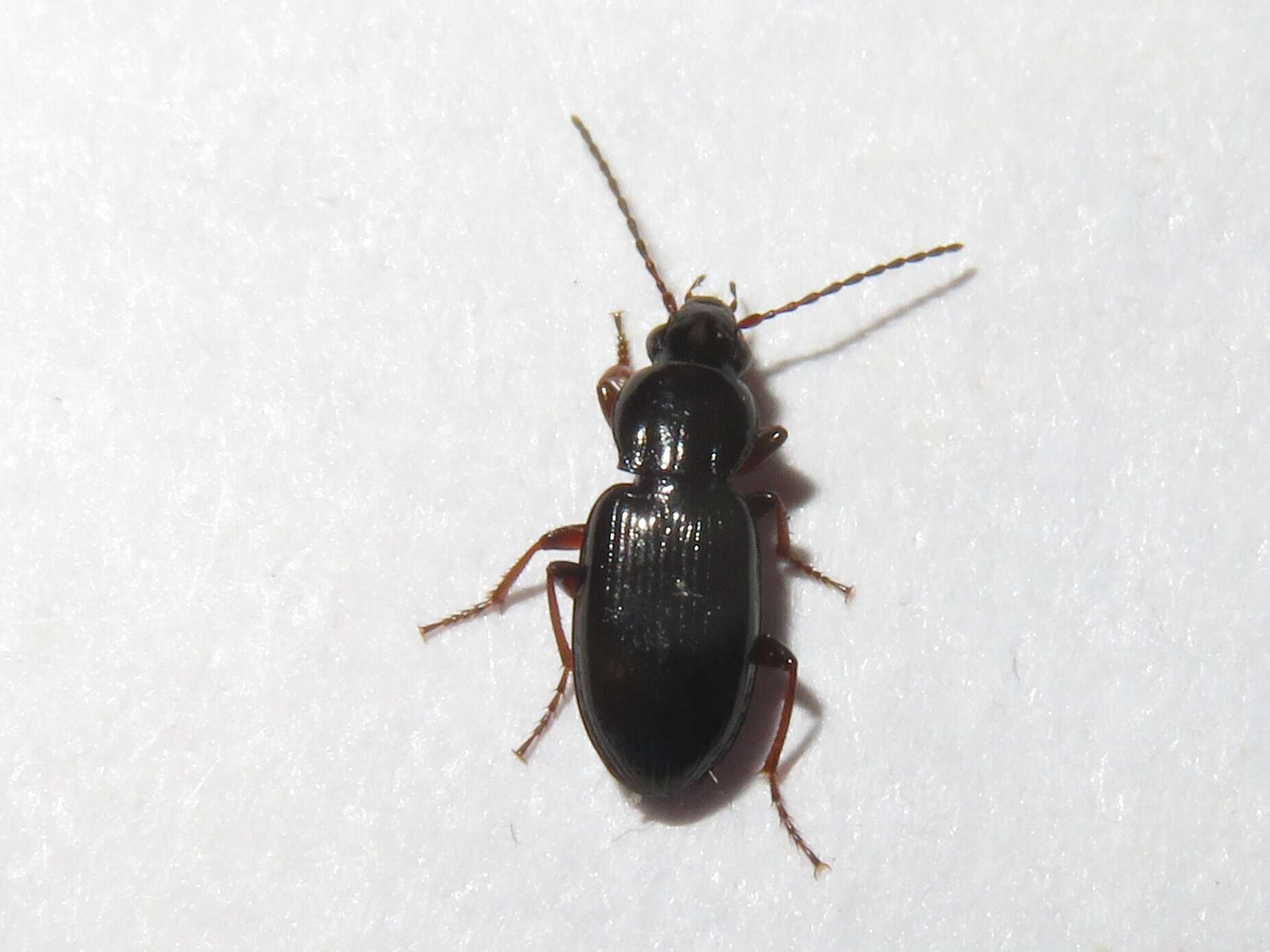 Image de Pterostichus (Phonias) diligens (Sturm 1824)