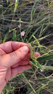 Image of longleaf milkpea