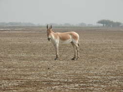 صورة Equus khur Lesson 1827