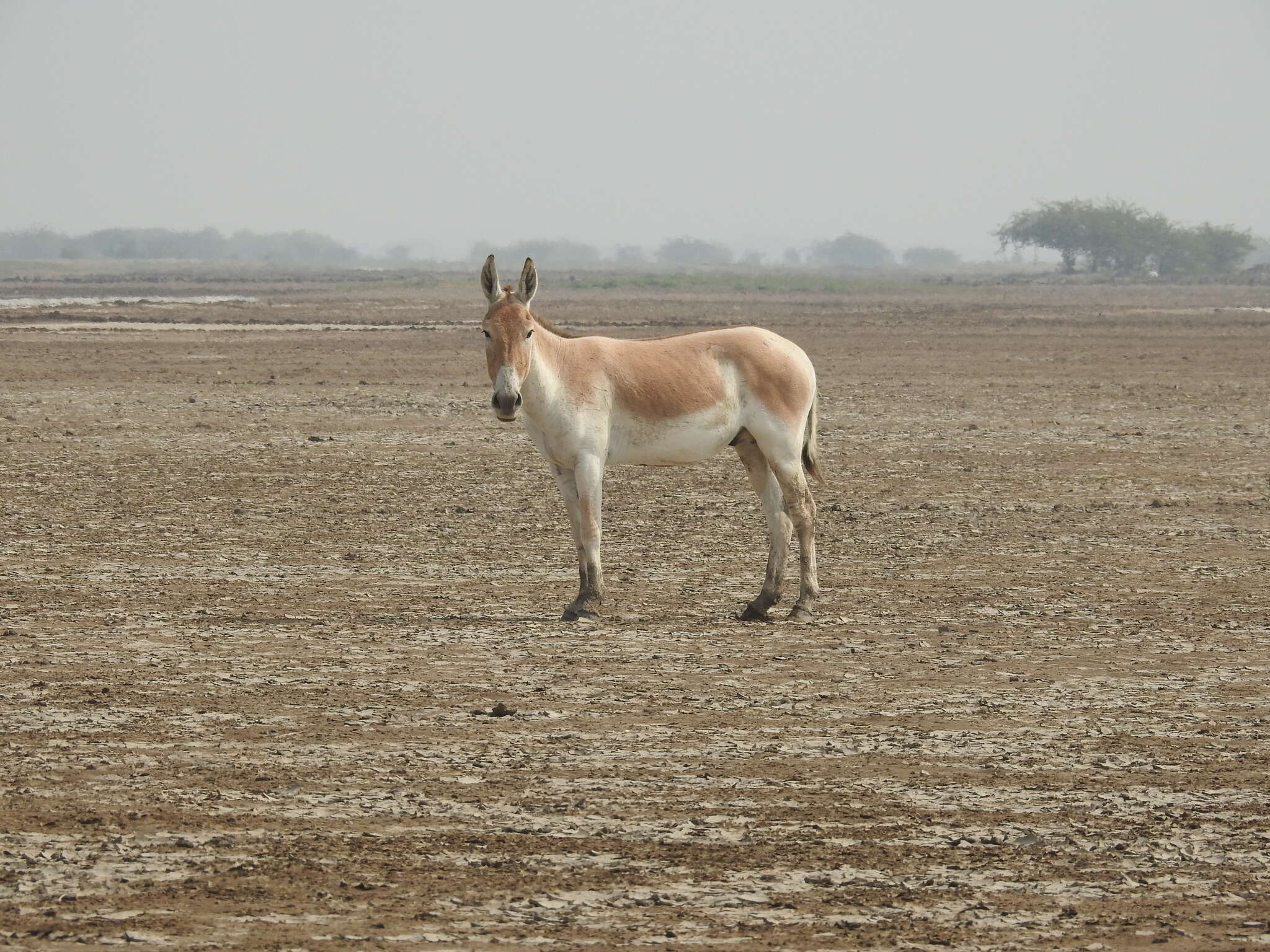 Image of Indian Wild Ass