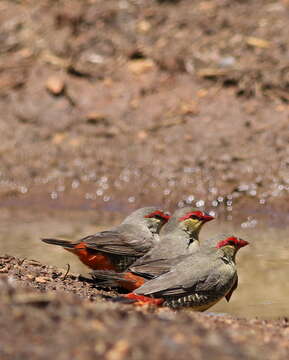 Image of Orange-breasted Waxbill