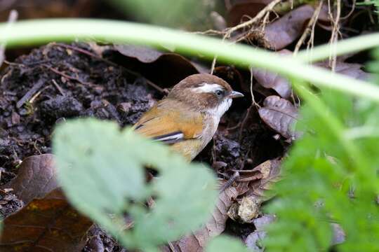 Imagem de Fulvetta vinipectus (Hodgson 1837)