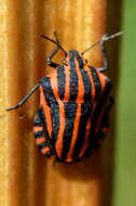 Image of <i>Graphosoma italicum</i>