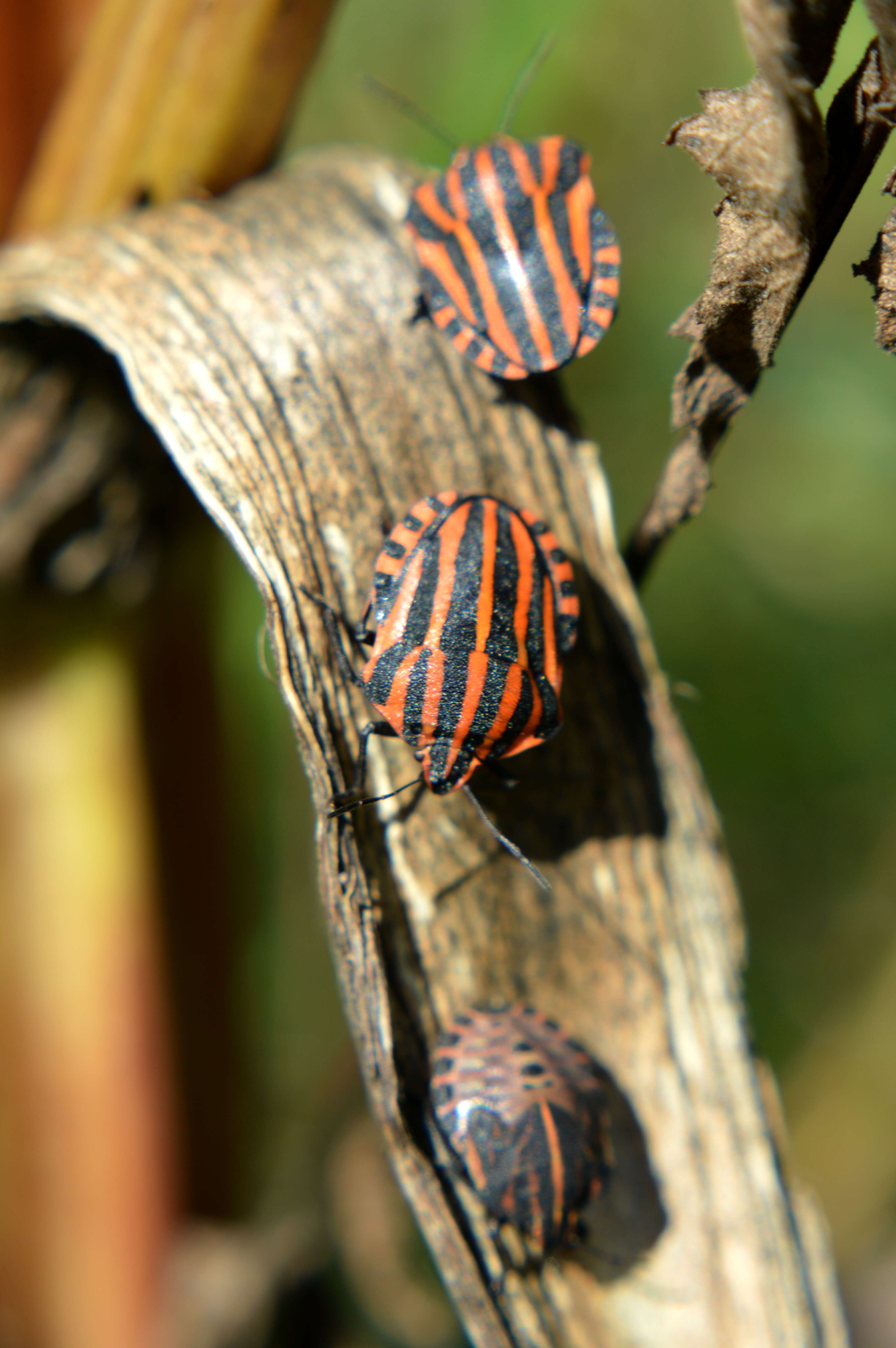 Image of <i>Graphosoma italicum</i>