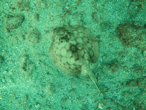 Image of Central American round stingray