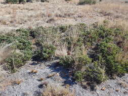 Image of Searsia magalismontana subsp. magalismontana