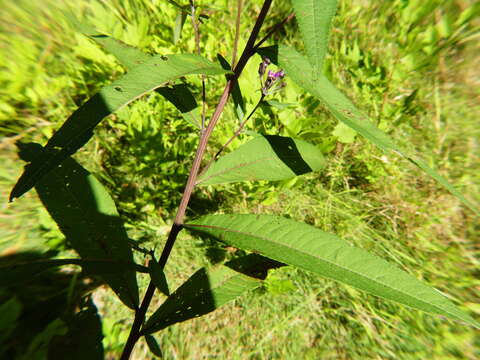 Image of New York ironweed