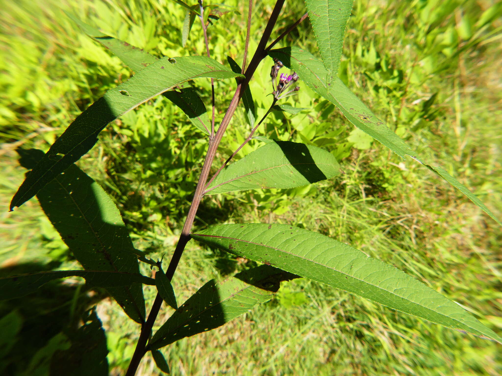 Imagem de Vernonia noveboracensis (L.) Willd.