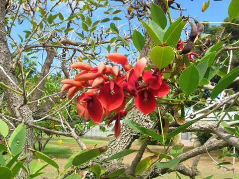 Слика од Erythrina crista-galli L.